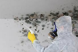 Mold Odor Removal Services in Amboy, WA